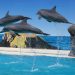 dolphin-show-marine-conservation-park